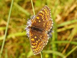 Nature Insect Butterfly Day macro blur