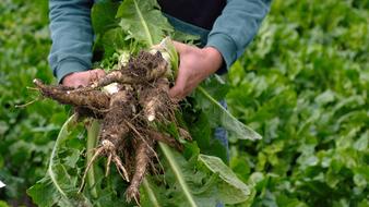 chicory root in the garden