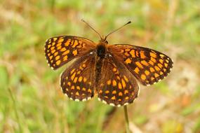 Butterfly Day Nature Insect At The
