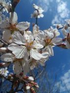 Flower Almond Tree