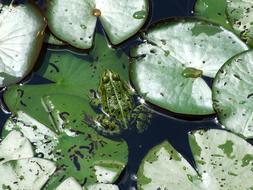the plants in the lake are beautiful