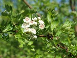 Nature Blossom Bloom