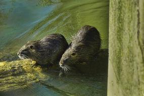Nature Animal World Nutria