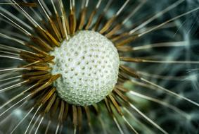 Macro Dandelion Flower Fluffy