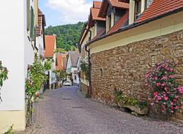 landscape of Palatinate In The Wine-Growing