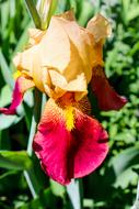 the bud of a magnificent flower
