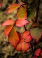 Autumn Leaves Trees