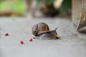 Nature Little Animal