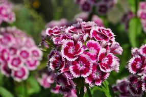 Flower Nature Beautiful