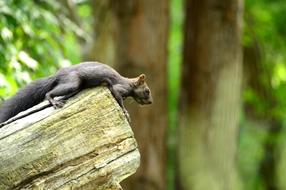 Nature Squirrel Animal