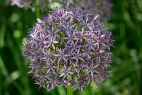 Ornamental Onion Purple Blossomed