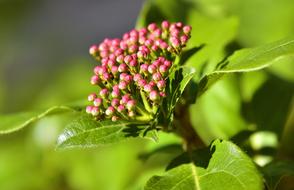 a flower on a tree