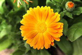 Marigold Blossom Bloom