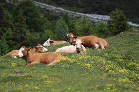 Grass Meadow Nature