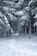 snowy weather in the forest