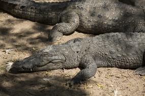 Reptile Fauna Nature