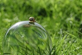 a bubble with a snail in the grass