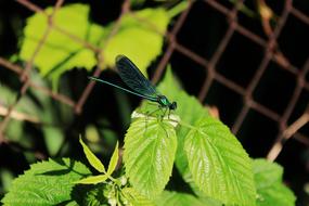 Wazka Insect Dragonflies