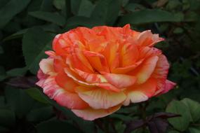 Rose Festival Pretty