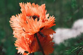 Poppy Flower Red