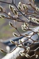 Nature Outdoors Spring