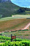 Delaire Vineyard Agriculture Vine