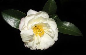 Camellia White Flower