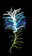 desktop nature color leaf flora