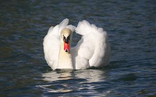 Nature Birds Swan
