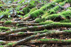 Nature Tree Moss