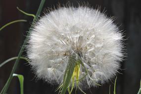 Dandelion Summer Plant Fluff Of A