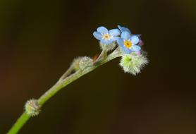 Spring Forest Forget-Me-Not