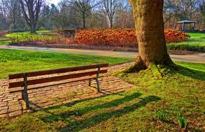 Bench Tree Grass
