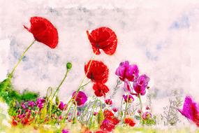 meadow flowers poppies red