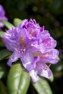 Azalea Flower Plant
