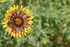 Nature Flower Flora