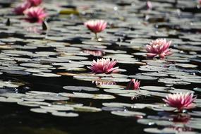 Flower Nature Pool