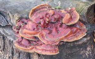 red mushrooms on a stump