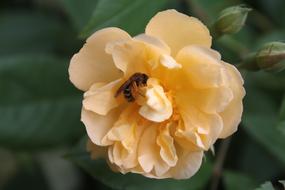 Rose Bloom Wild Bee