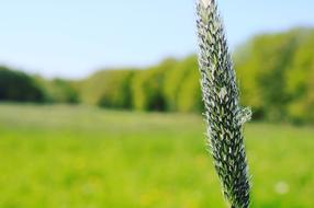 Green Meadow Forest