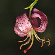 lilies pink beautiful