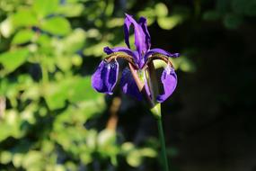 Iris Irises Flowers
