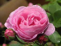 Rose Pink Nature
