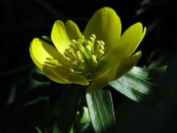 yellow flower in foliage