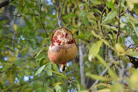 ripe pomegranate fruit on a tree