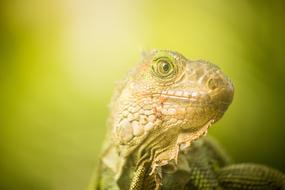 Lizard Reptilia Nature Wild