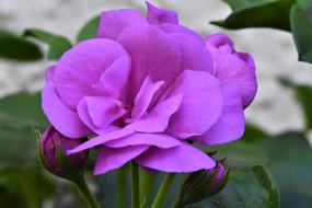 Flower Garden Petals Pink