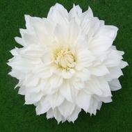 Nature Flowers Flora Beautiful