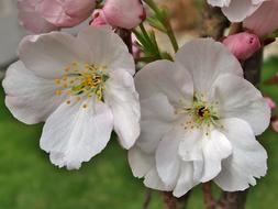 Flowers Close Up Cherry Blossom