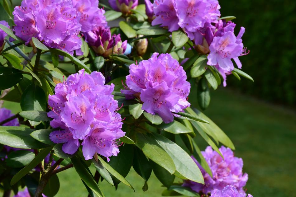 Rhododendron Blossom Bloom